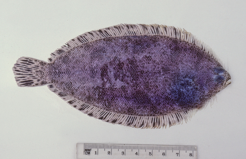 Azygopus pinnifasciatus