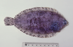 Banded-Fin Flounder photo 1