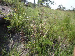 Aeollanthus parvifolius