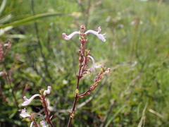 Aeollanthus parvifolius