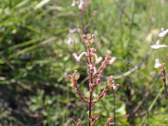Aeollanthus parvifolius