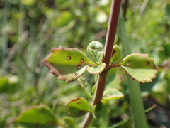 Aeollanthus parvifolius