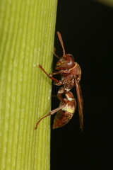 Polistes africanus