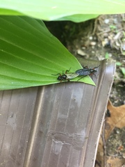 Bibio femoratus
