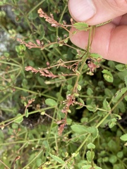 Gonocarpus acanthocarpus