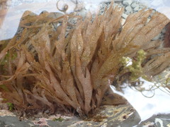 Dictyota kunthii