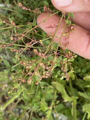 Gonocarpus acanthocarpus