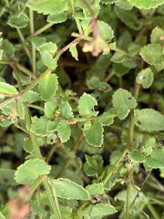 Gonocarpus acanthocarpus