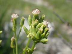 Senecio rhyncholaenus
