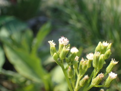 Senecio rhyncholaenus
