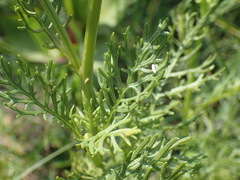 Senecio rhyncholaenus