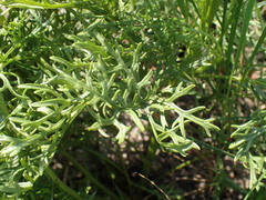 Senecio rhyncholaenus