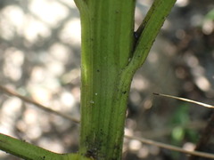 Senecio rhyncholaenus