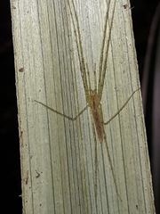 Ischalea spinipes
