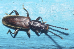 Cryptamorpha brevicornis