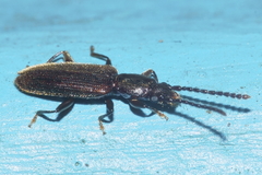 Cryptamorpha brevicornis