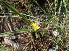 Hypoxis argentea