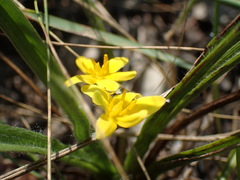 Hypoxis argentea