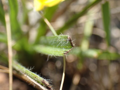 Hypoxis argentea