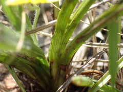 Hypoxis argentea