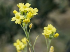 Aurinia sinuata