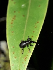 Cecidophyus nothofagi