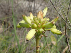 Aloe linearifolia