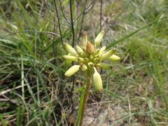 Aloe linearifolia