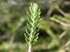Passerina montivaga