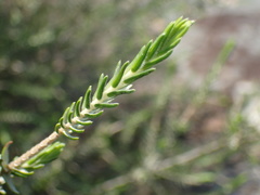 Passerina montivaga
