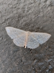 Scopula lactaria