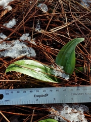 Piperia