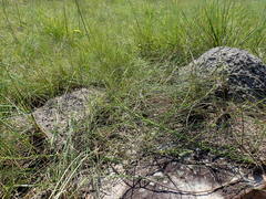 Osteospermum imbricatum