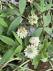 Trifolium alexandrinum