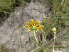Osteospermum imbricatum