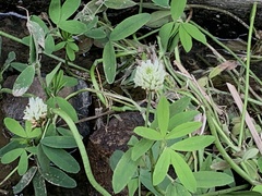 Trifolium alexandrinum