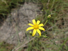 Osteospermum imbricatum