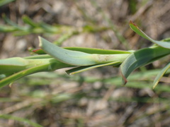 Osteospermum imbricatum