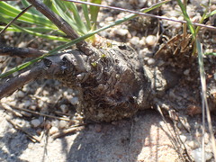 Osteospermum imbricatum