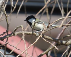 Parus minor