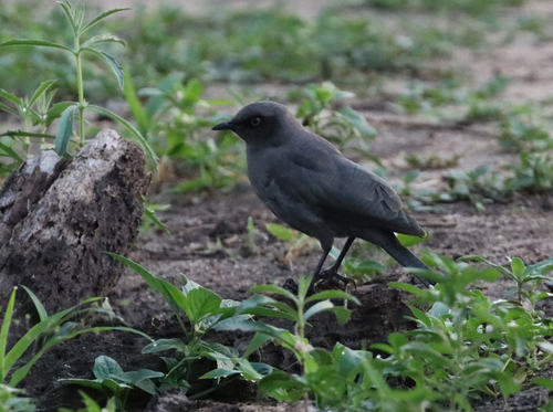 Ashy Starling (Lamprotornis unicolor), photo 6