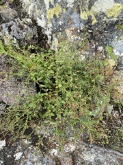 Gonocarpus acanthocarpus