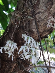 Dendrobium turbinatum