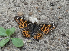 Araschnia levana