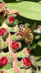 Apis mellifera