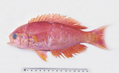 Callanthias australis