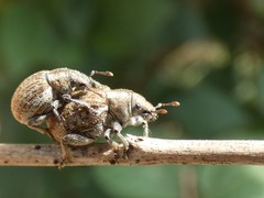 Philopedon plagiatum