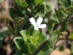 Dyschoriste burchellii