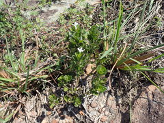 Dyschoriste burchellii