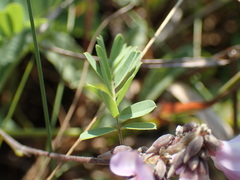 Dyschoriste burchellii